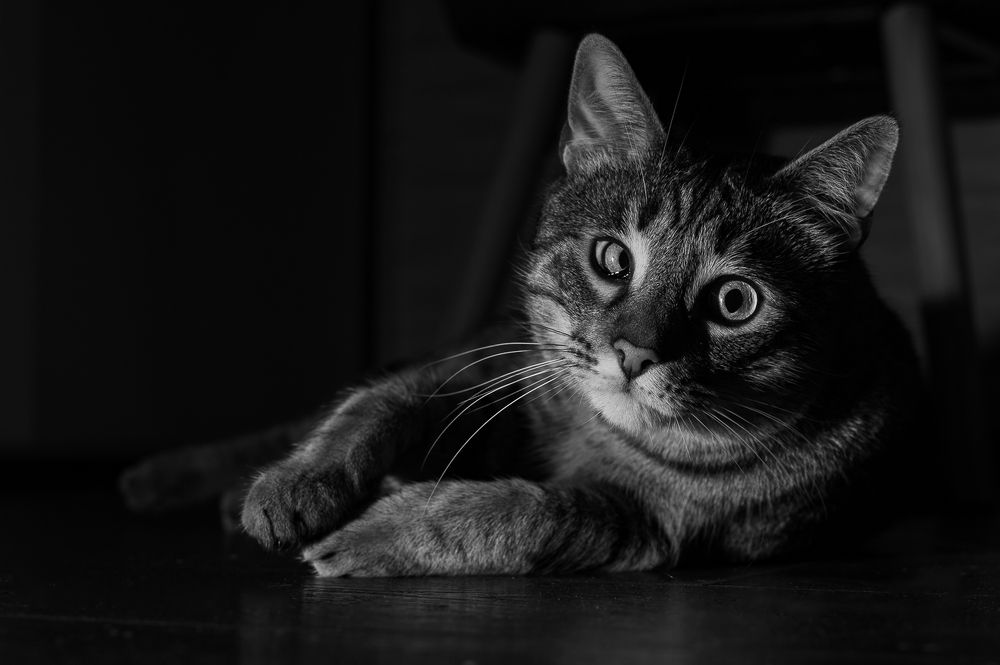 Photograph by Dobromir Botev