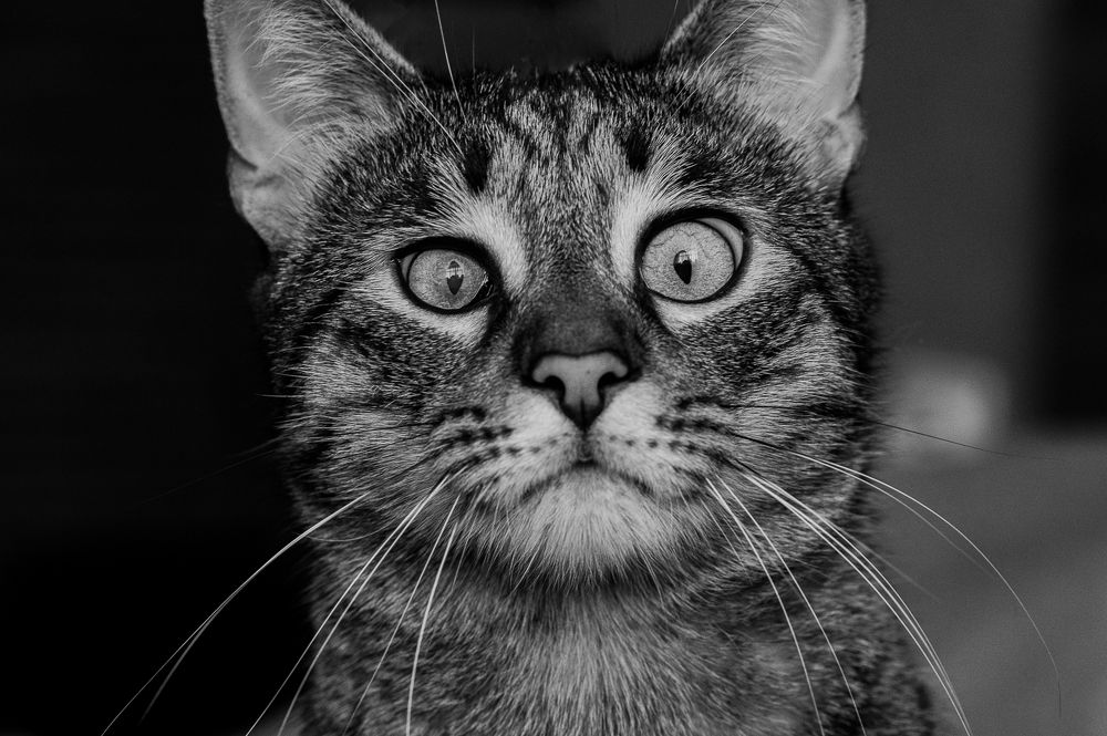 Photograph by Dobromir Botev