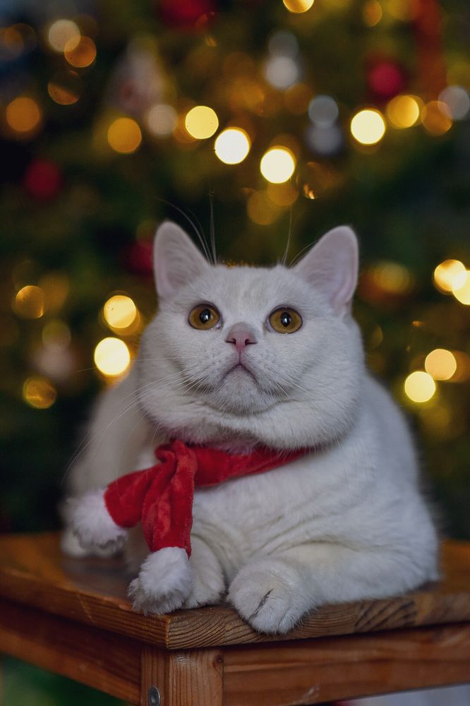 Photograph by Анна Киреенко