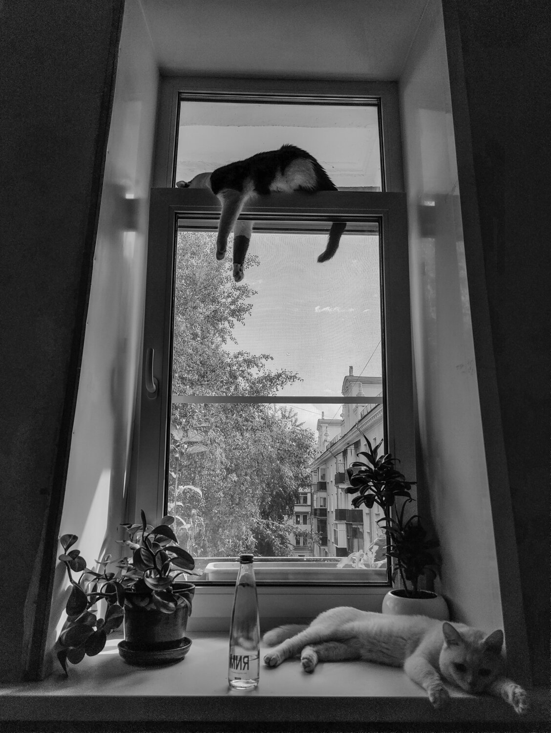 Photo #10736188