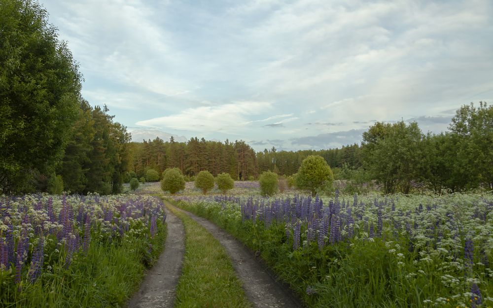 Вечер в поле