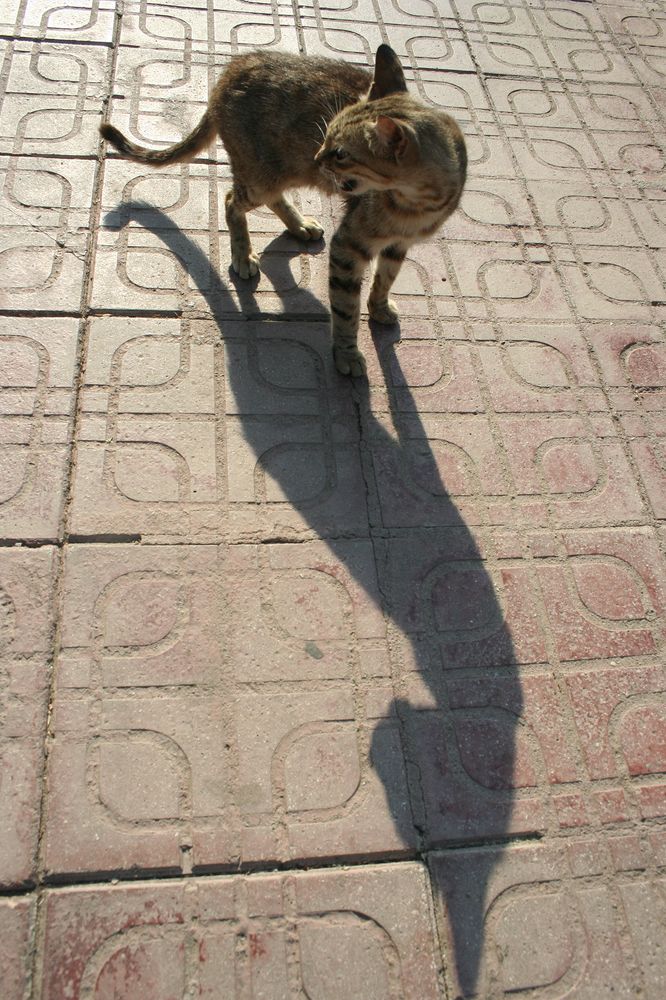 Фотография автора Ghadir Vaghari