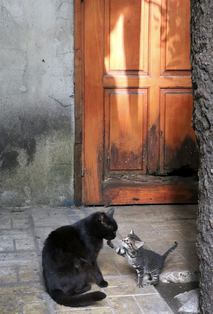 Фотография автора Ghadir Vaghari