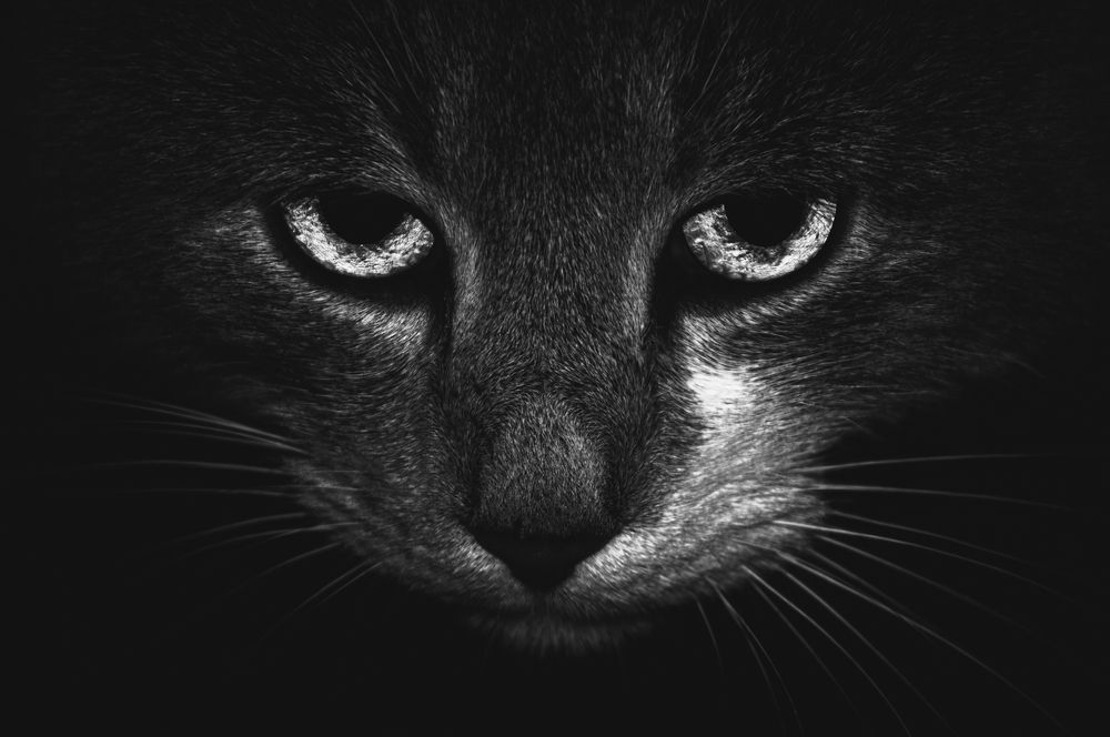 Photograph by Luca Menotti