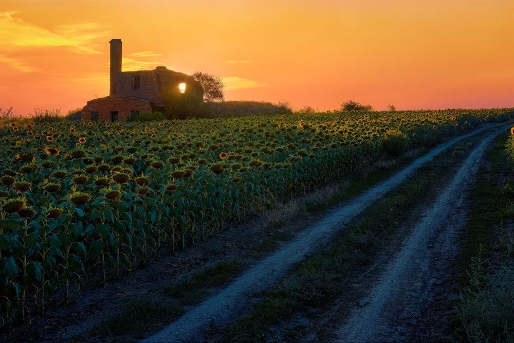 The House of the Rising Sun