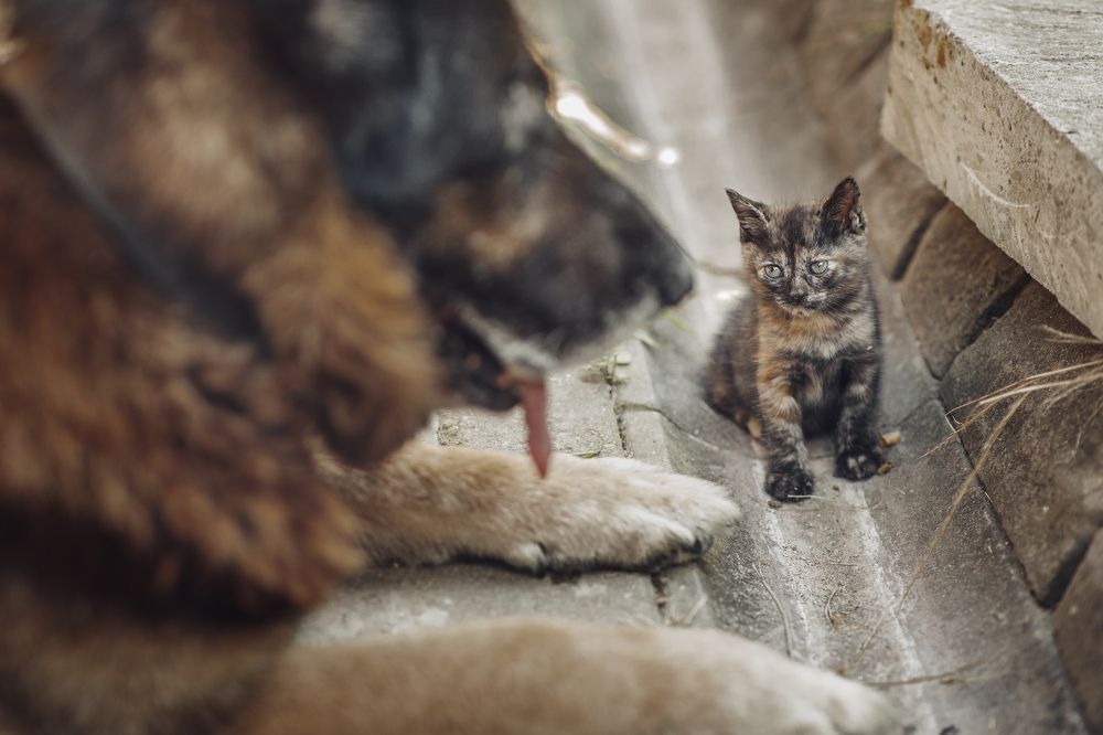 Photograph by Ольга Хентова