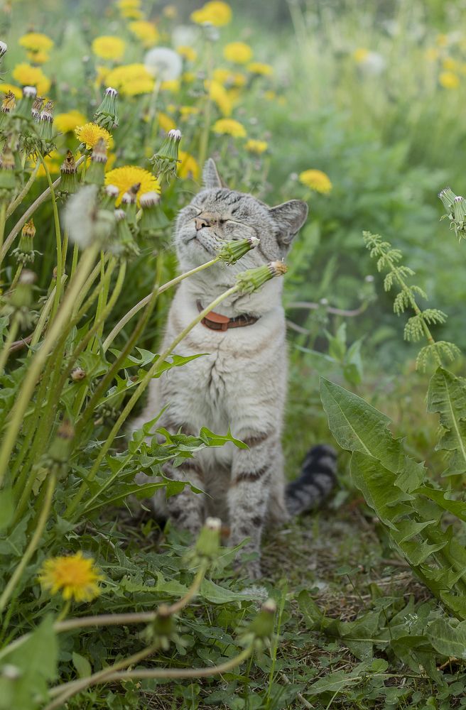 Фотография автора Анастасия Борская