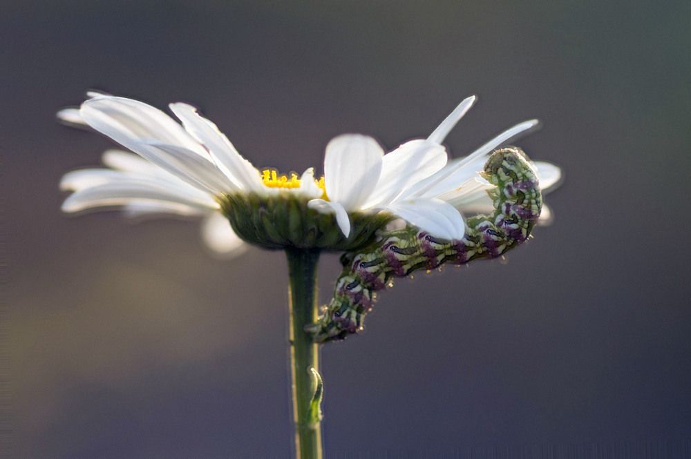 Photograph by Аlessandro