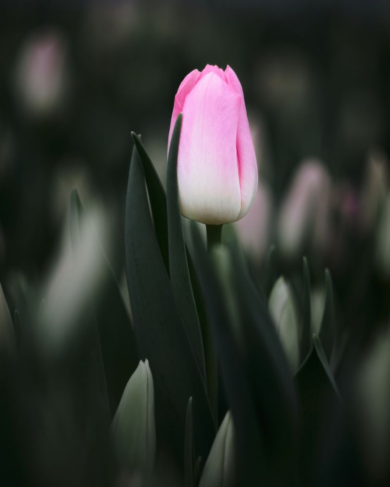 Photograph by Самосудов Рустам