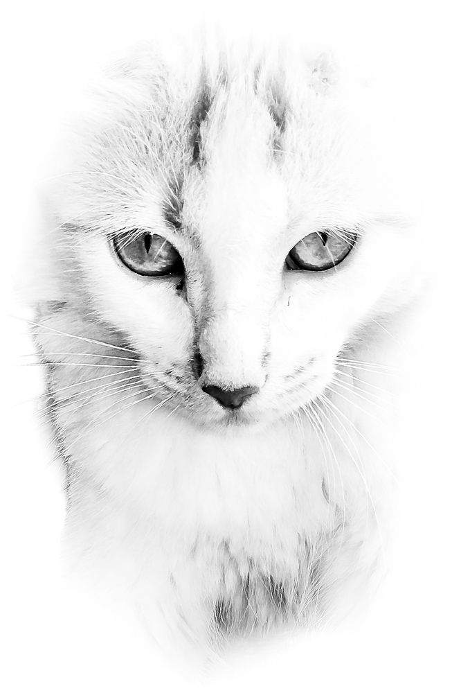 Photograph by FABIANO Manhães