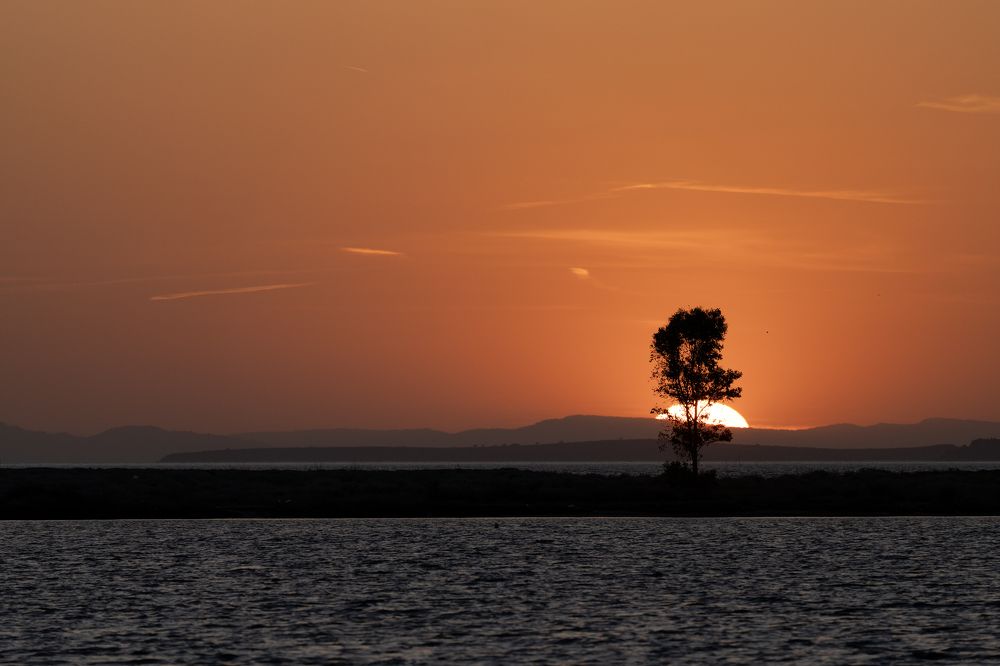 A Lonely Tree at Sunset