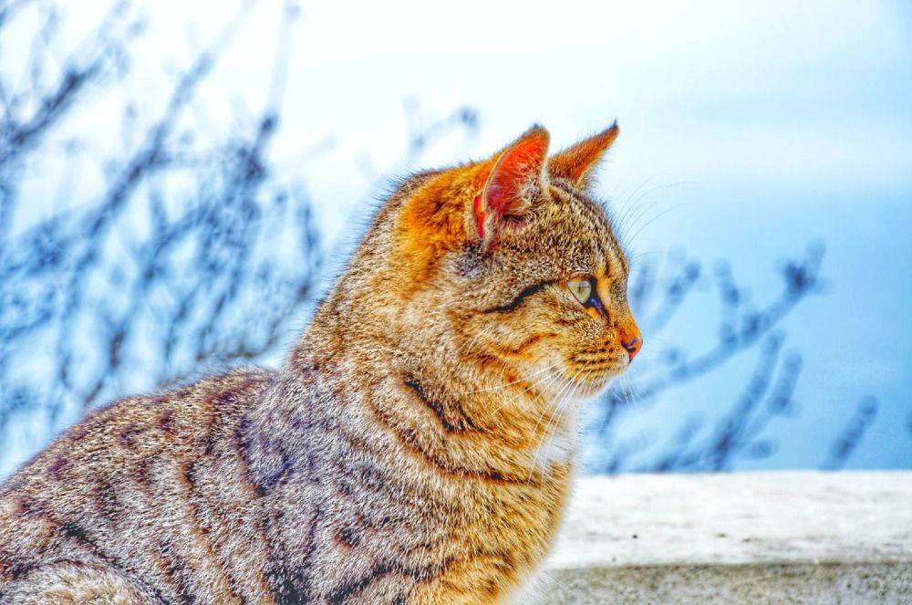 Photograph by Екатерина Игоревна