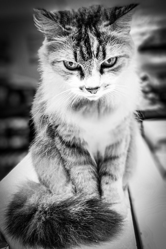 Photograph by FABIANO Manhães