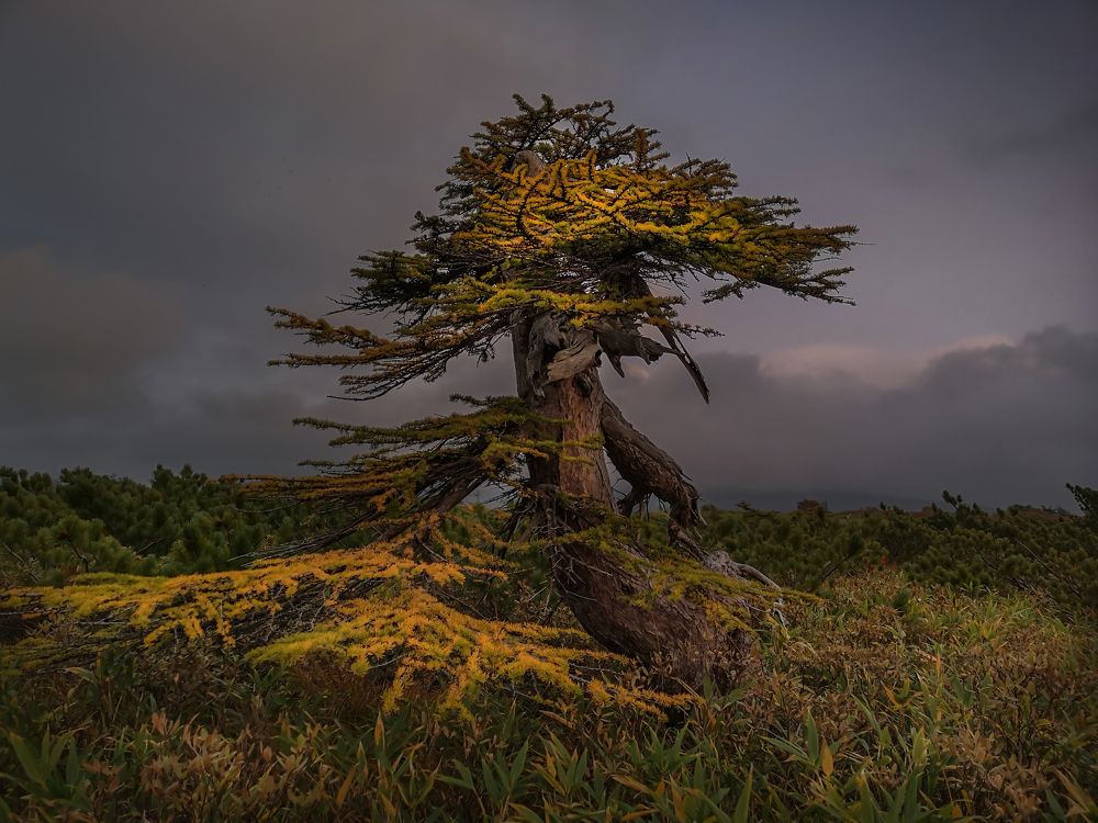 Photograph by Ольга Мусиенко