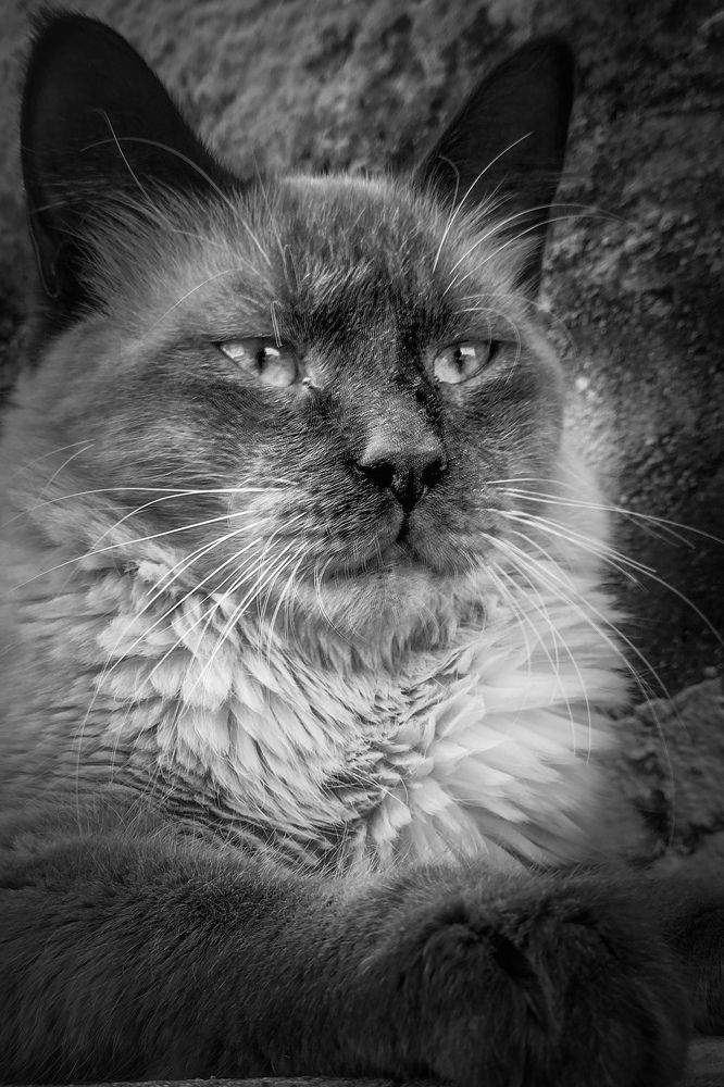 Animais preto e branco