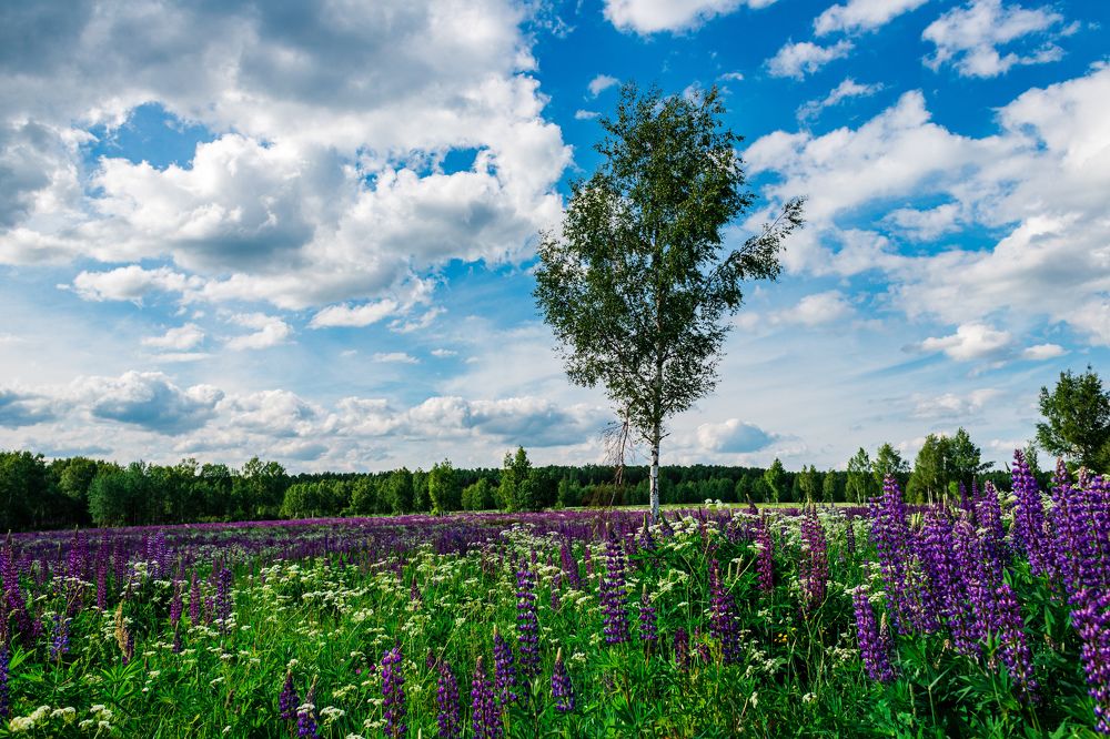 Photograph by Алексей Чеботарев