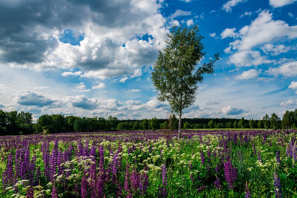 Photograph by Алексей Чеботарев