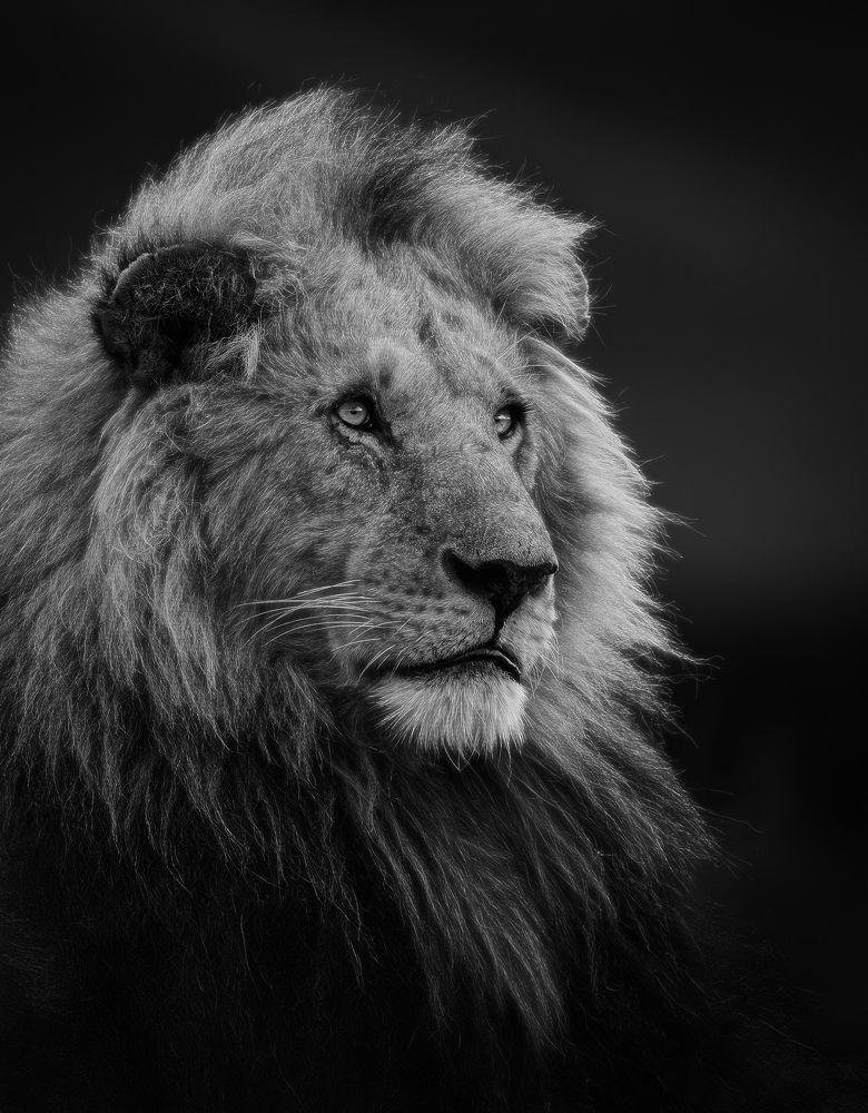 Regal Majesty: King of the Savannah