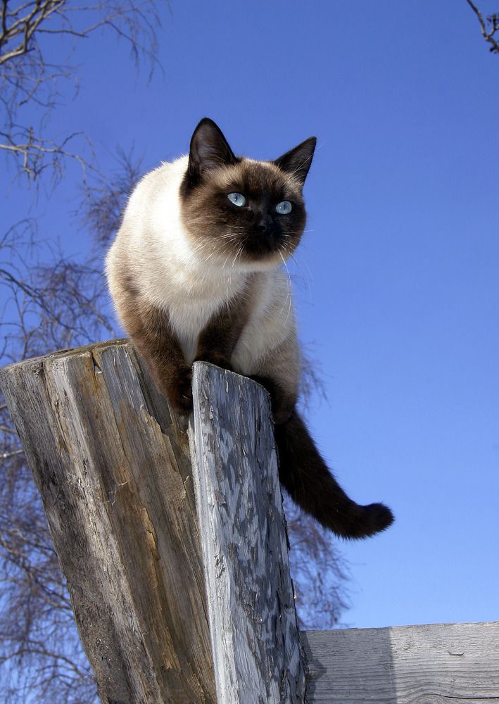 Наблюдатель.