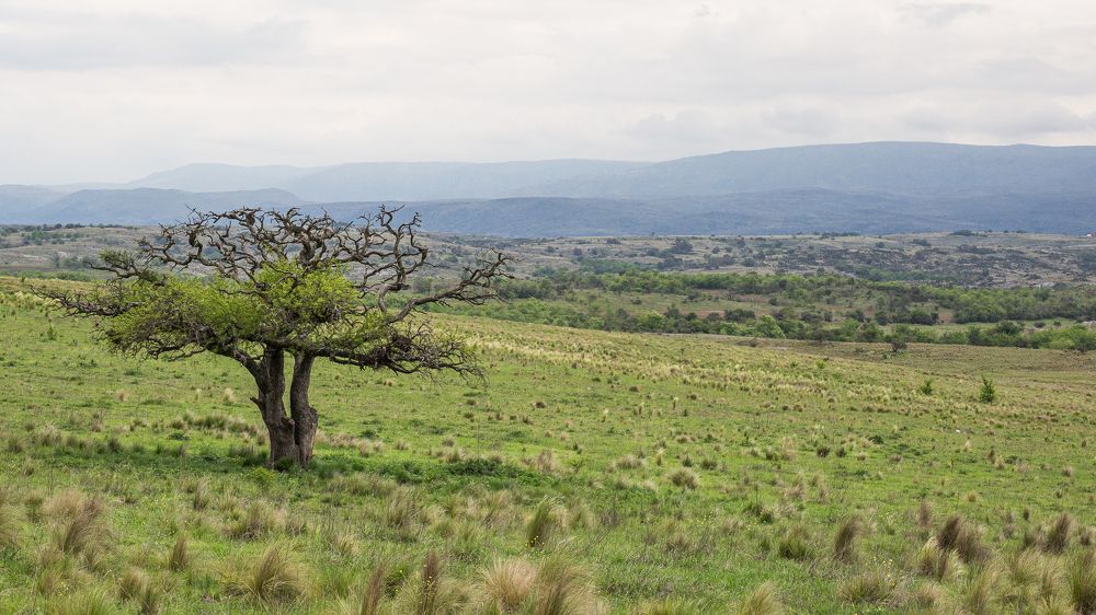 Фотография автора Carlos Gianoli