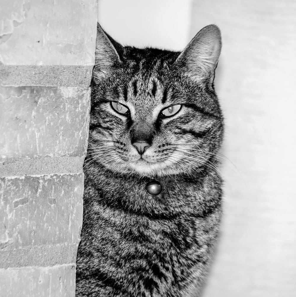 Photograph by Maria Teresa Teixeira de Sousa