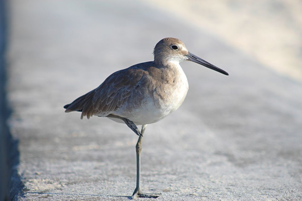 Willet Piper