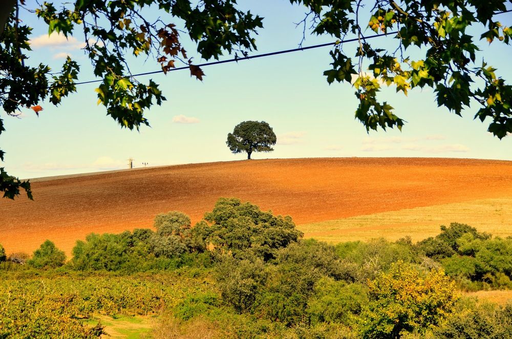 Photograph by Maria Teresa Teixeira de Sousa