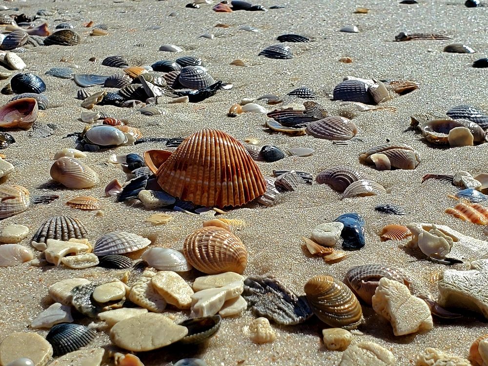 Golden Shells Resting on Golden Sands