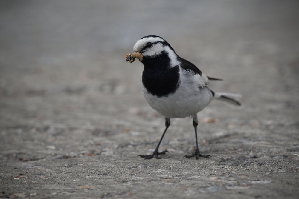 Фотография автора Егор Кондратьев