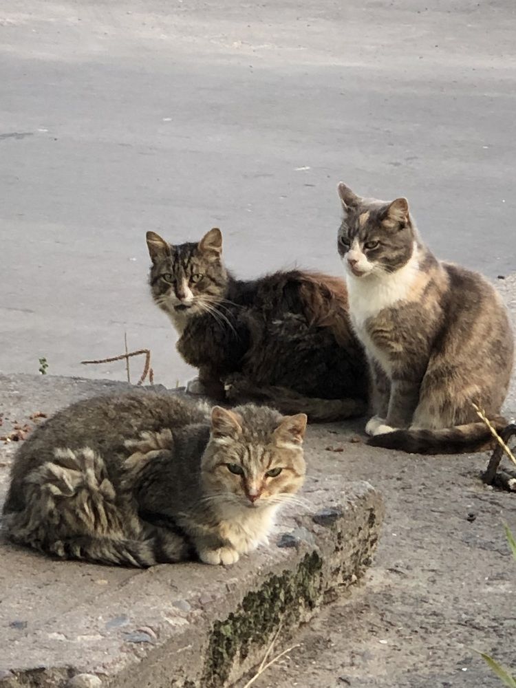 Photograph by Галина Пименова