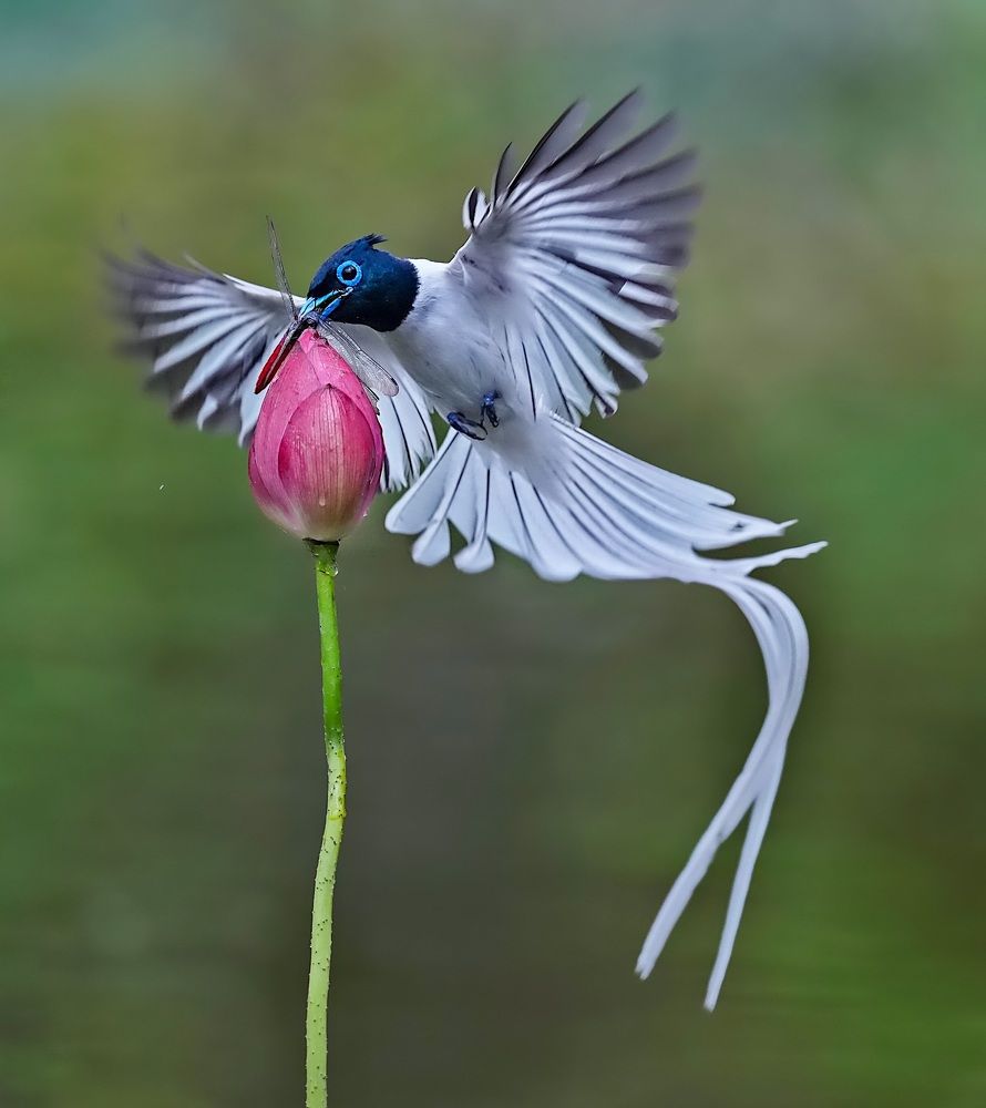 Photograph by Kan Chung Wong