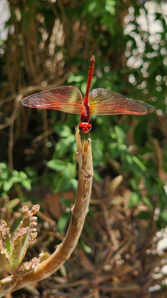 Photograph by Mina Mamdouhi