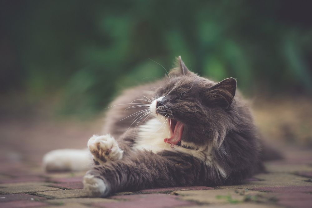 Фотография автора Ольга Тенилова