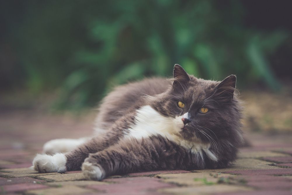 Фотография автора Ольга Тенилова