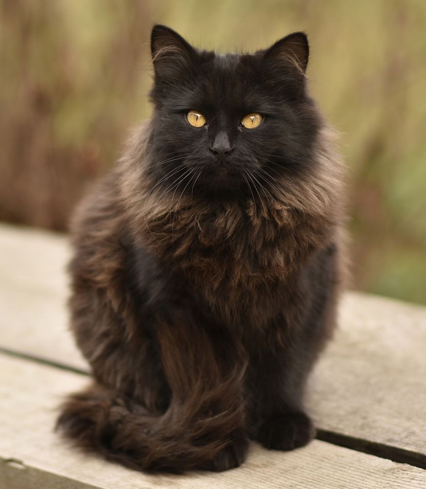 Фотография автора Шипунова Ирина