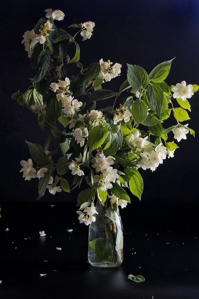 Photograph by Светлана Гришакова