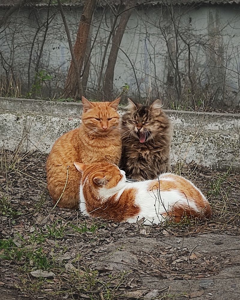 Фотография автора Инга Шевелёва