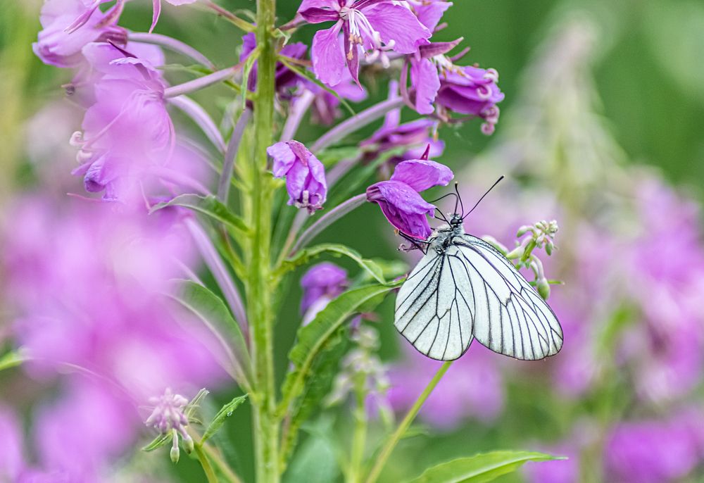 Photograph by Давлеева Эльза