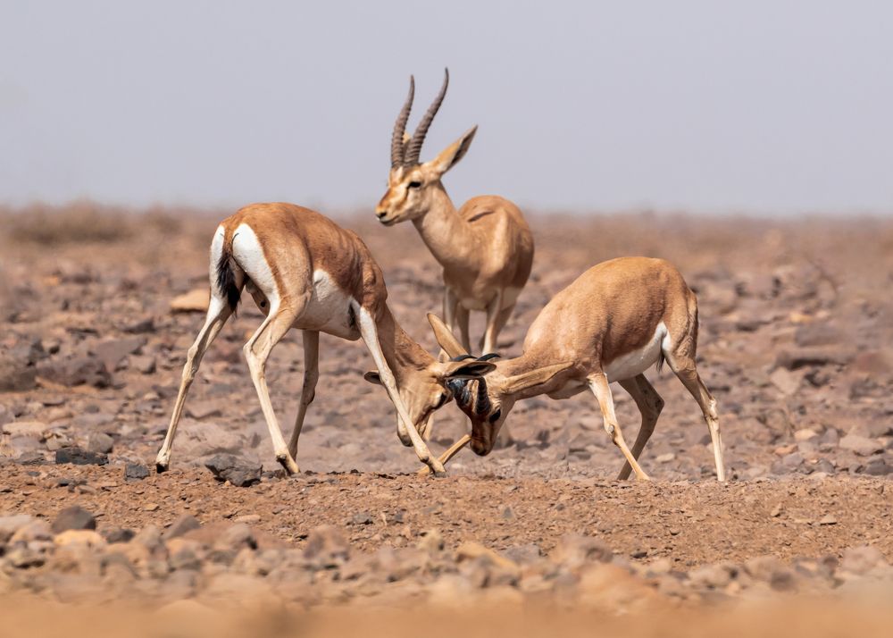 Photograph by Abbas Kalantar