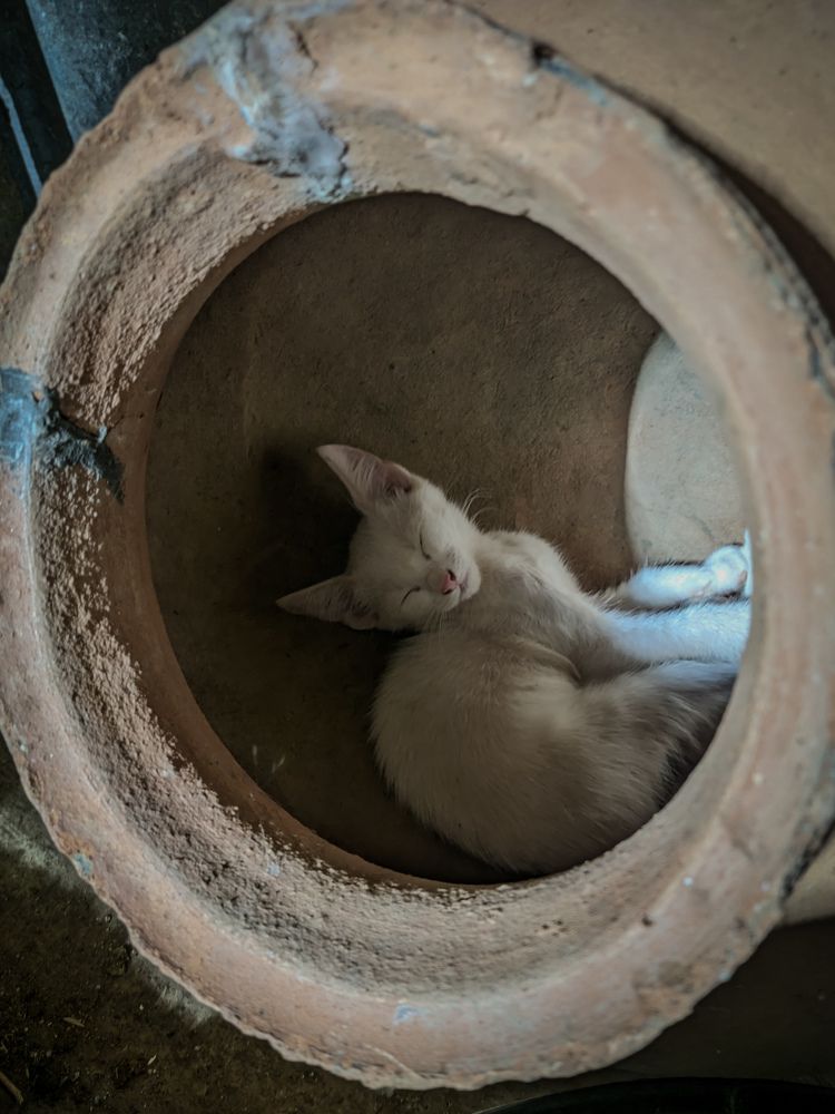 Photograph by Vijayakumar