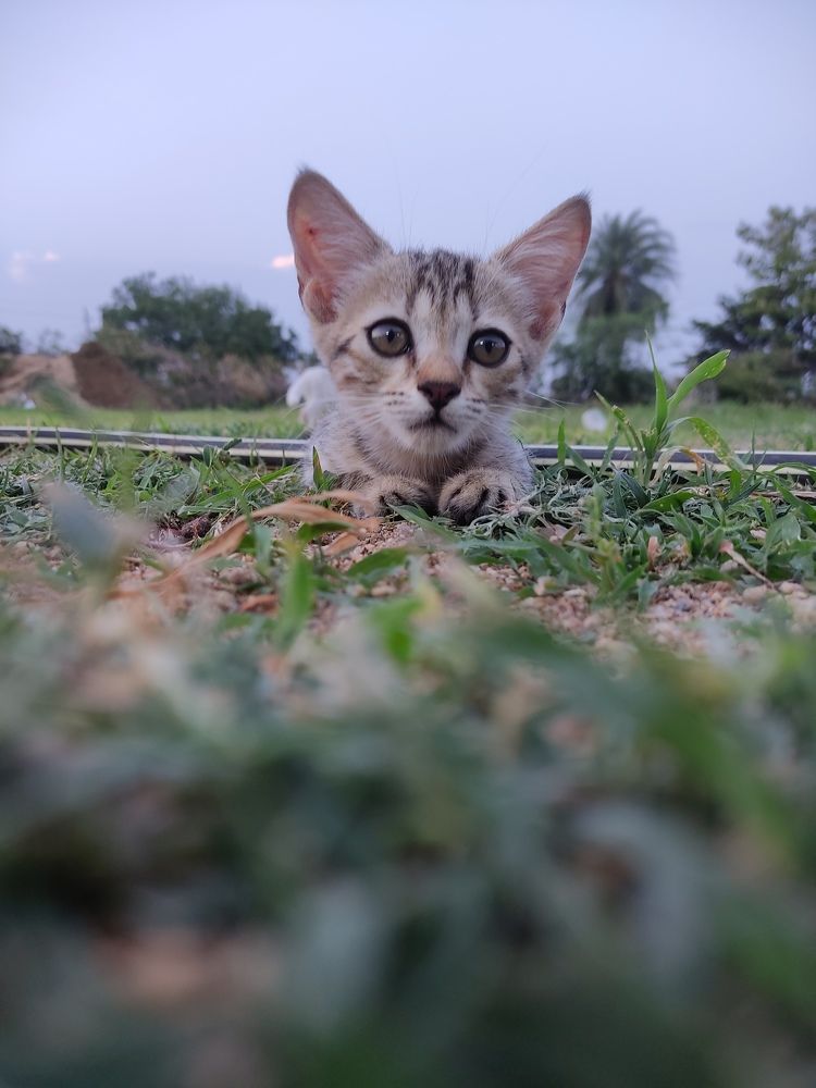 Photograph by Vijayakumar