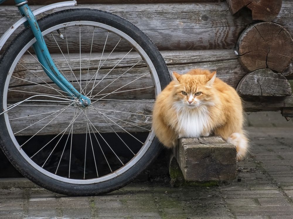 Photograph by Елена Ворошина