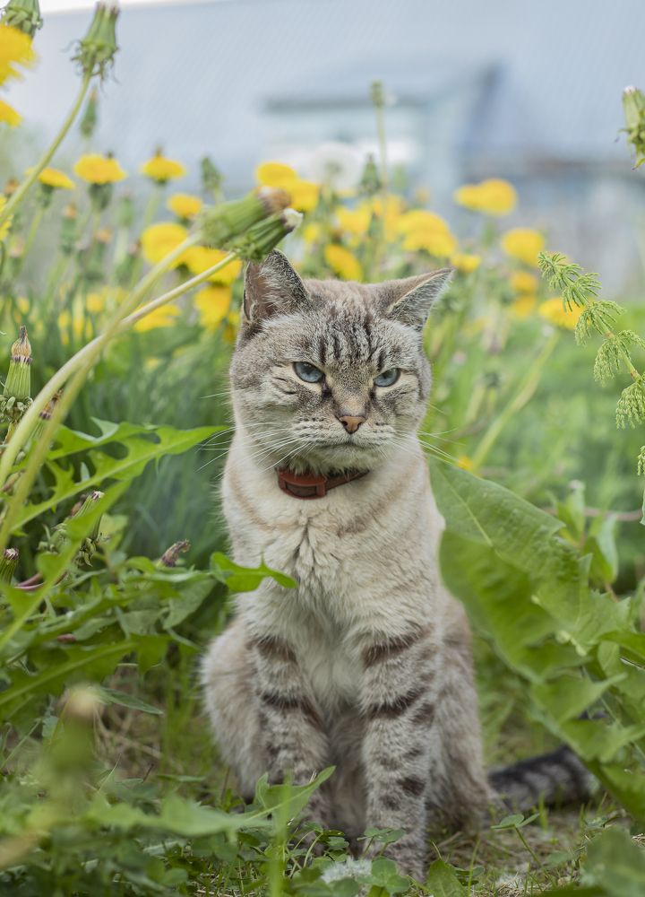 Фотография автора Анастасия Борская