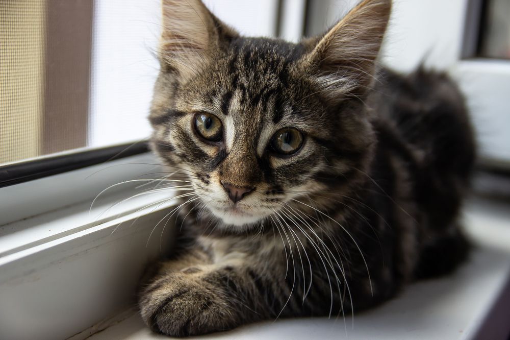 Photograph by Евгений Симион