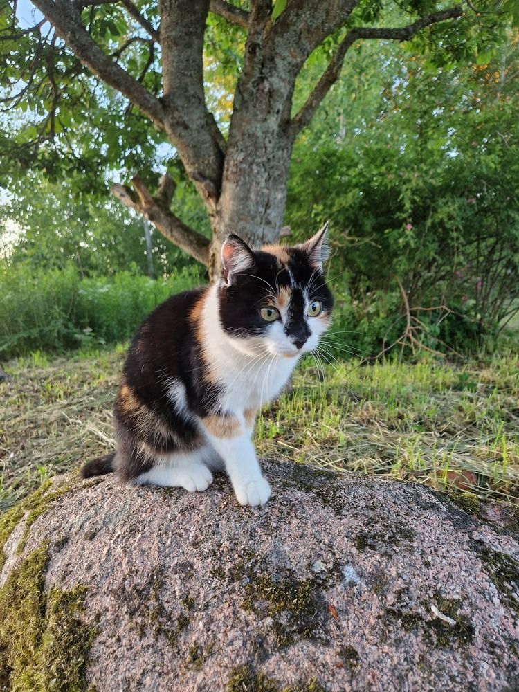 Кошка Мирри