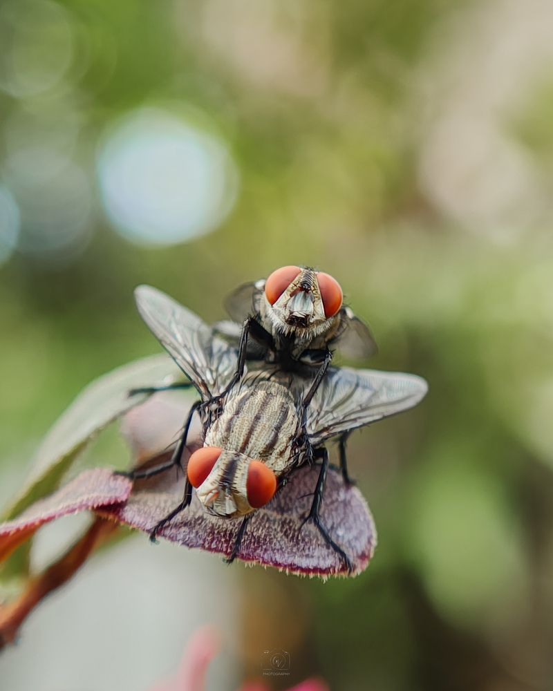 Photograph by GOVIND VISWANATH
