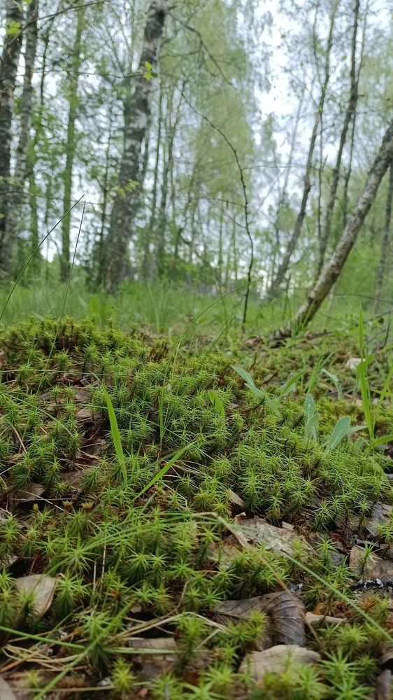 Photograph by Евгения Серебрякова