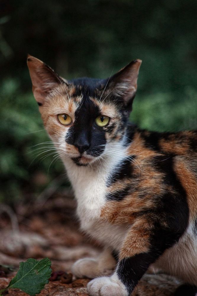 Фотография автора Galina Sa