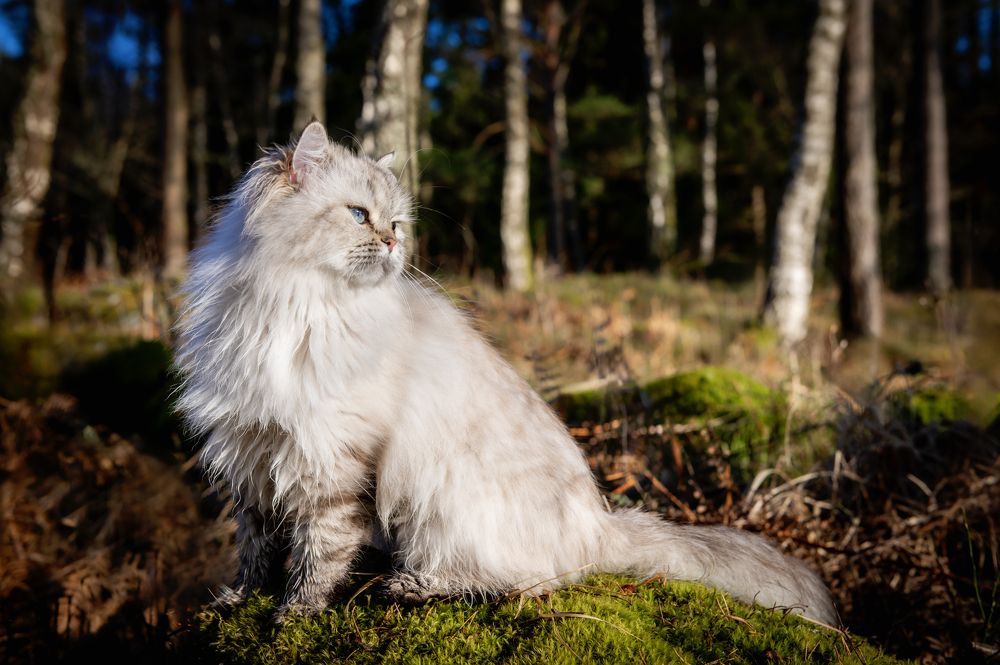 Photograph by Linda Persson