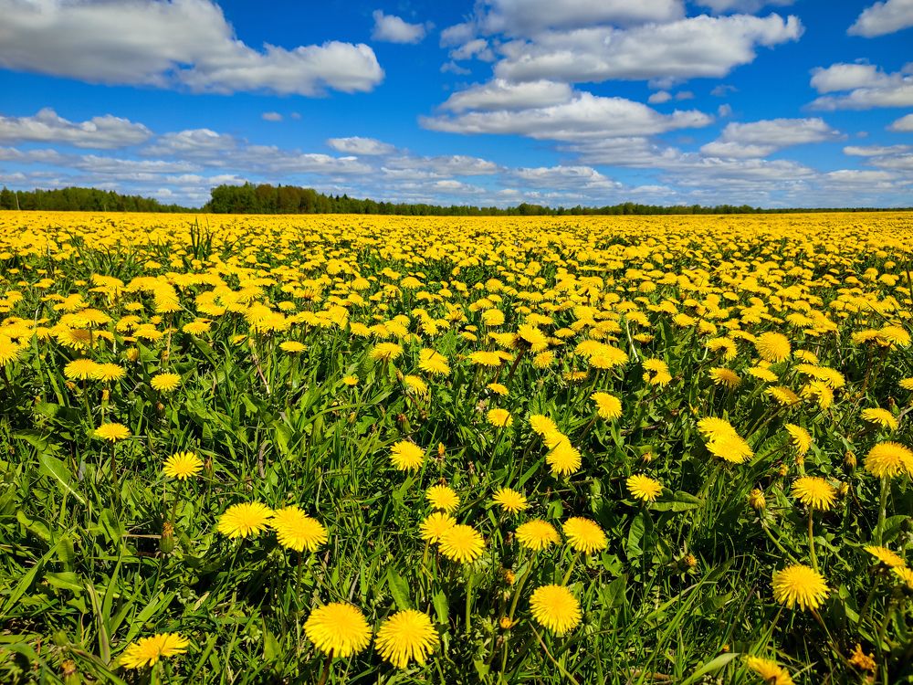 Photograph by Алёна Пшеленская
